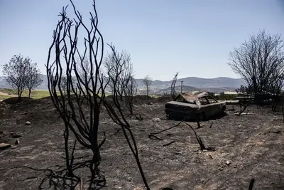 Природные чудеса Греции: уникальные фотографии деревьев