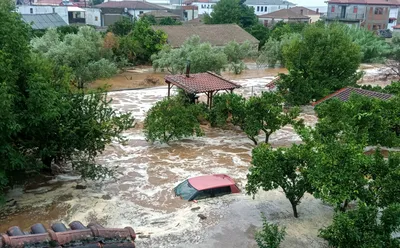 WebP фото деревьев в Греции