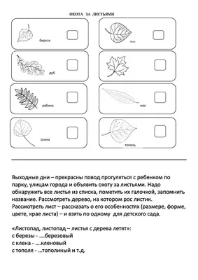 Замысловатая симметрия: геометрия листьев на ветвях