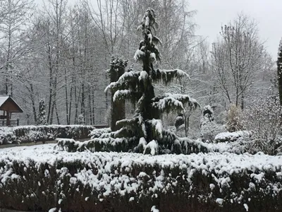 Волшебный мир зимней природы: фотографии декоративных деревьев и кустарников