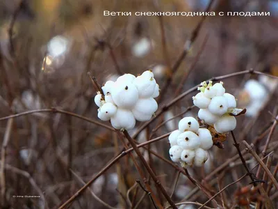 Зимний венец природы: прекрасные фото деревьев и кустарников