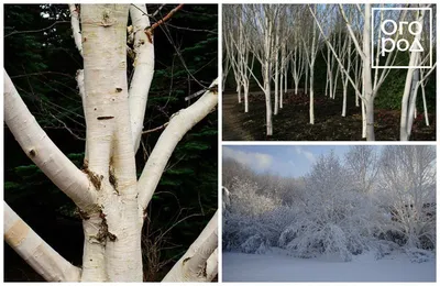 Зимние художники природы: фотоотчет о прекрасных деревьях и кустарниках