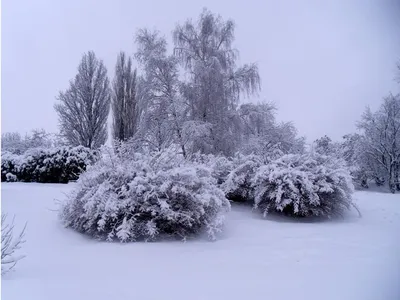 Зимние зарисовки природы: Фотографии деревьев и кустарников