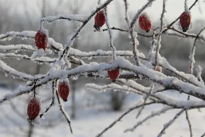 Зимние деревья и кустарники: Очарование зимней природы на фото