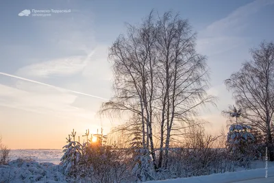 Зимние деревья и кустарники во всей красе: Фотообзор