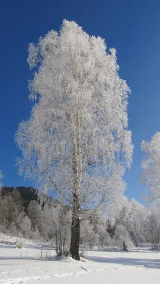 Фотографии зимних деревьев и кустарников: Зимний этюд природы