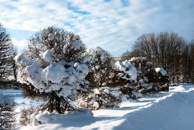 Зимние деревья и кустарники: Фотографии в зимнем наряде