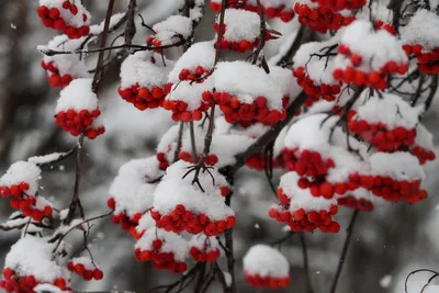 Зимний ландшафт: Фото деревьев и кустарников под снегом