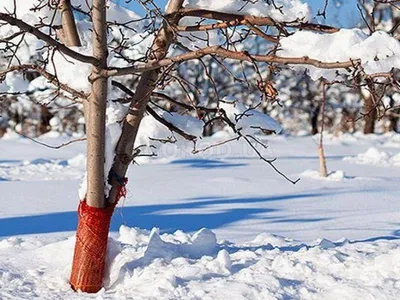 Зимние картины природы: Фото деревьев и кустарников в снегу