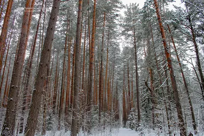 Зимние деревья и кустарники: Впечатляющие фотографии зимнего пейзажа