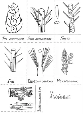 Зимний лес на фото: Деревья и кустарники под снежным укрывалом