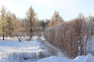 Зимние красоты: Фотографии деревьев и кустарников в снегу