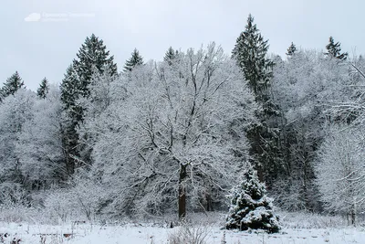 Деревья и кустарники зимой фотографии
