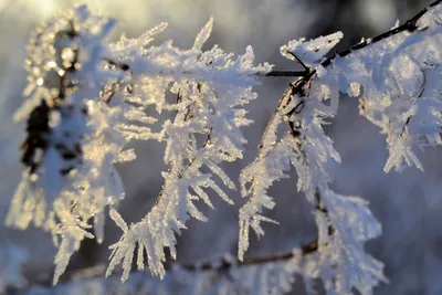 Фотографии зимних деревьев и кустарников: Снежные картины природы