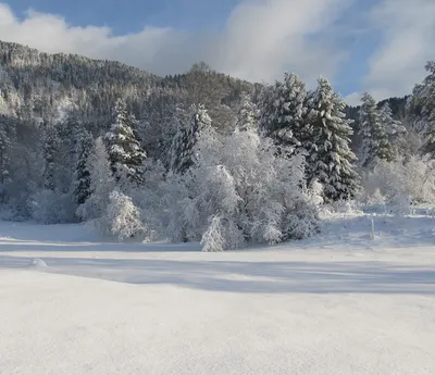 Зимний лес в объективе: Фото деревьев и кустарников в зимнем убранстве