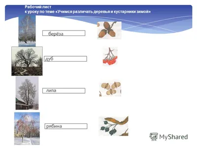 Зимние деревья и кустарники: Фотографии зимней природы в разных форматах