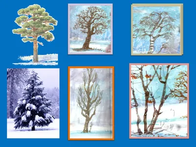 Зимние деревья и кустарники: Фотографии зимнего леса