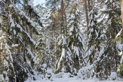 Зимняя природа: Фото деревьев и кустарников в снежном убранстве
