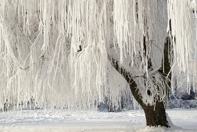 Зимние деревья и кустарники: Заснеженные картины природы