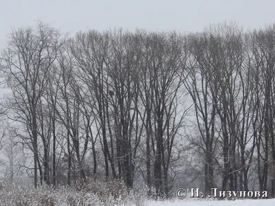 Фотографии зимнего леса: Деревья и кустарники под покровом снега