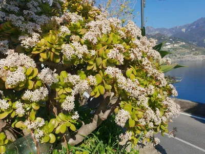 Загадочные существа природы: Фотографии уникальных деревьев Италии