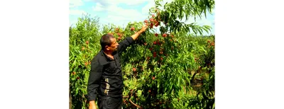 Уникальные древние деревья на фото