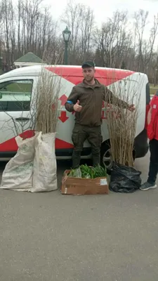 Путешествие в природу: деревья южных регионов на фото