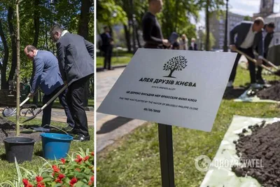 Загадочное фото деревьев юга Украины в хорошем качестве