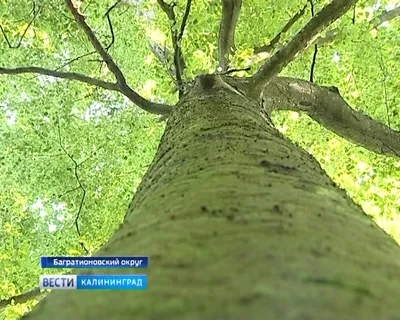 Фотоальбом с прекрасными деревьями Калининградской области