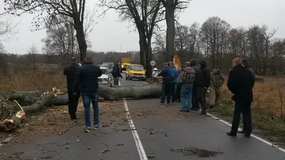 Full HD фото деревьев Калининградской области