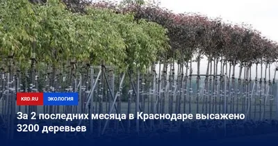 Волшебный мир природы: фото деревьев Краснодара, которые удивят вас