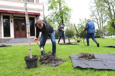 Восхищение природой: фотографии краснодарских деревьев, окутанных тайной.