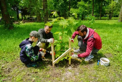 Фото деревьев Краснодара - лучший выбор