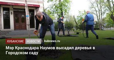 Красивые фотографии деревьев в Краснодаре: наслаждение глаз!