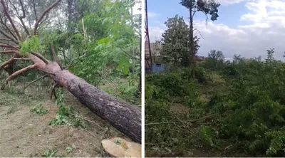 Фотки деревьев Краснодара для андроид: мир природы на вашем экране.