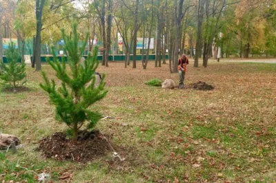 Уникальные фотографии деревьев Краснодара: искусство фотографии.