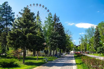 Фото на айфон деревьев Краснодара: создайте атмосферу природы.