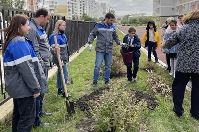 Аутентичные фотографии деревьев Краснодара: красота природы.