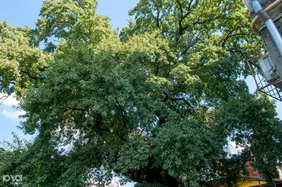 Деревья краснодарского края  фото