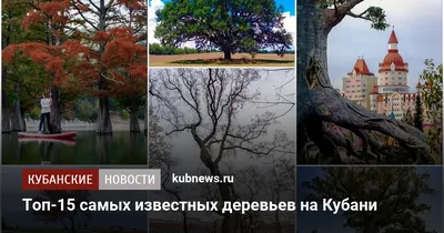 Красота природы: фотографии деревьев Краснодарского края