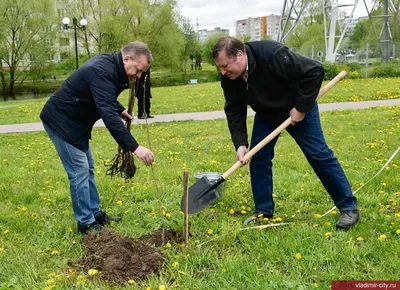 Красивые рисунки деревьев Краснодарского края