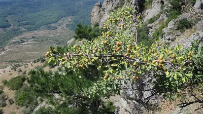 Удивительные деревья Крыма на ваших экранах: скачайте бесплатно