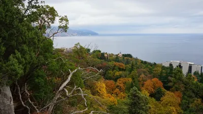 Фото деревьев Крыма в стиле арт