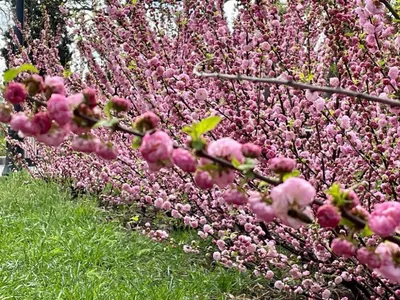 Уникальные фото деревьев Крыма: впечатляющий арт