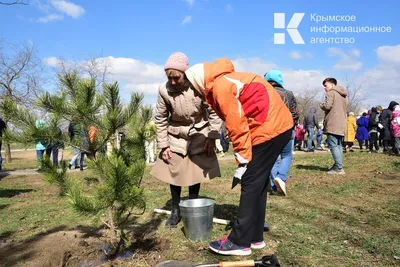 Натуральные и красивые деревья Крыма: скачать бесплатно