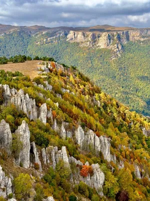 Искусство природы: фотографии деревьев Крыма