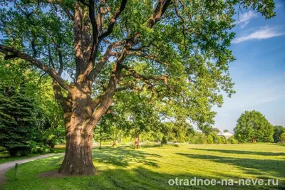 Лесные зарисовки: Фотографии деревьев Ленинградской области