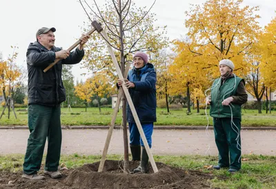 Очарование природы: восхитительные фотографии деревьев Ленинградской области