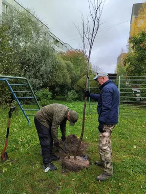 Отражение красоты: фотоальбом с деревьями Ленинградской области