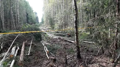 Сокровищница природы: фотографии уникальных деревьев Ленинградской области